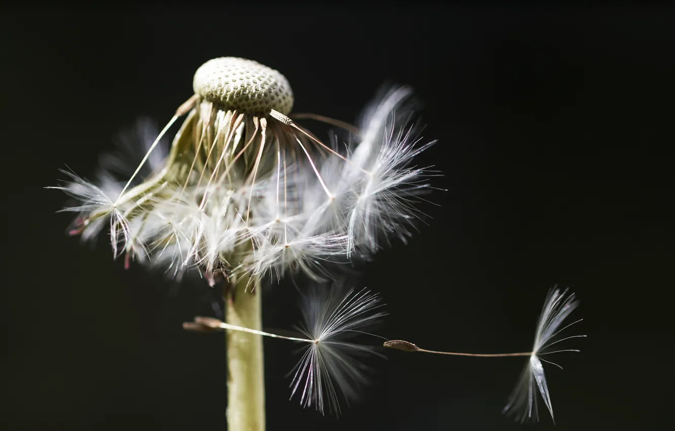 Photo wallpaper macro, nature, dandelion