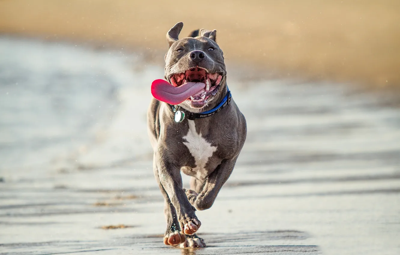 Photo wallpaper sand, language, shore, coast, running, mouth, fangs, dog