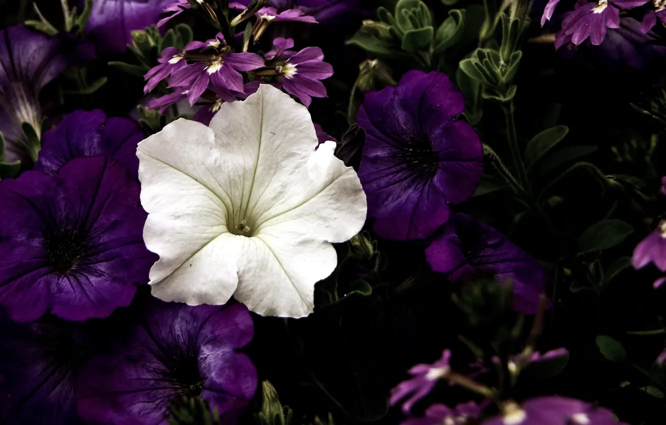 Photo wallpaper petunias, Petunia, white flower