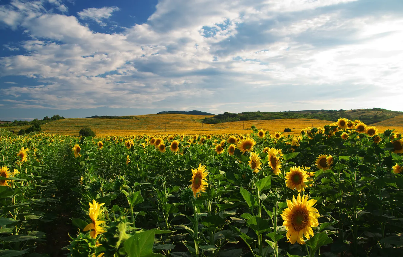 Photo wallpaper greens, field, the sky, clouds, sunflowers, flowers, yellow, hills