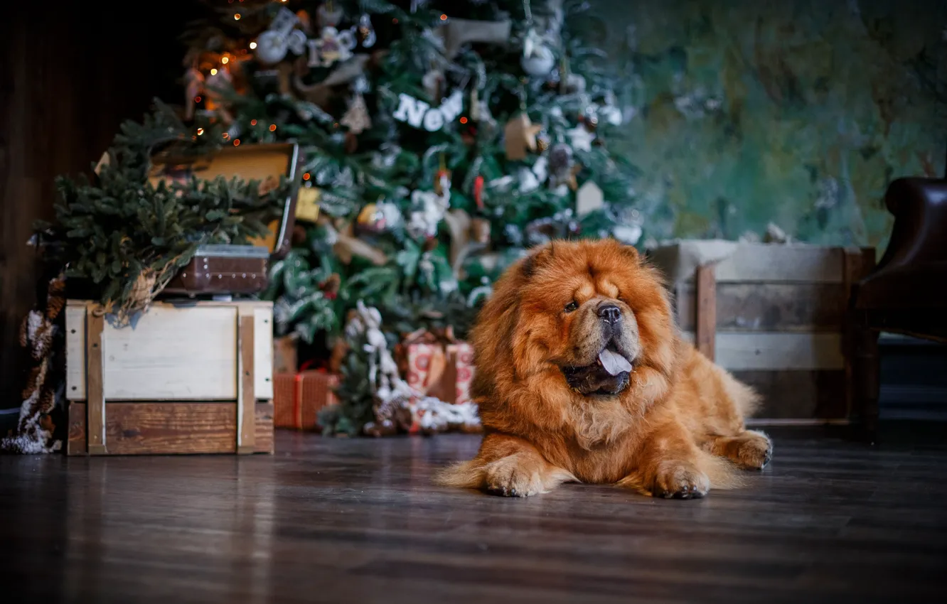 Photo wallpaper tree, dog, Christmas, New year, Chow