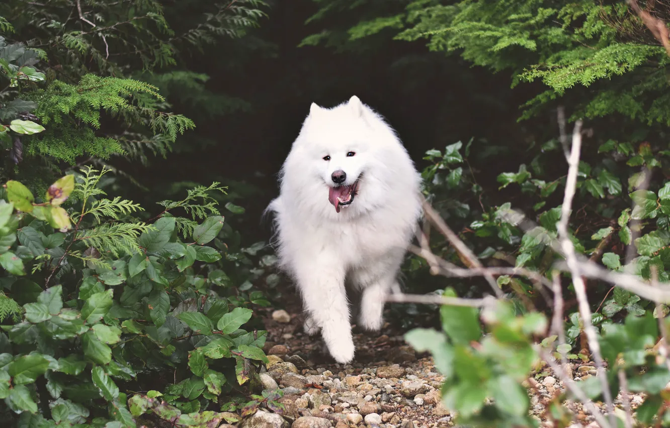Photo wallpaper look, pose, dog, face, Samoyed