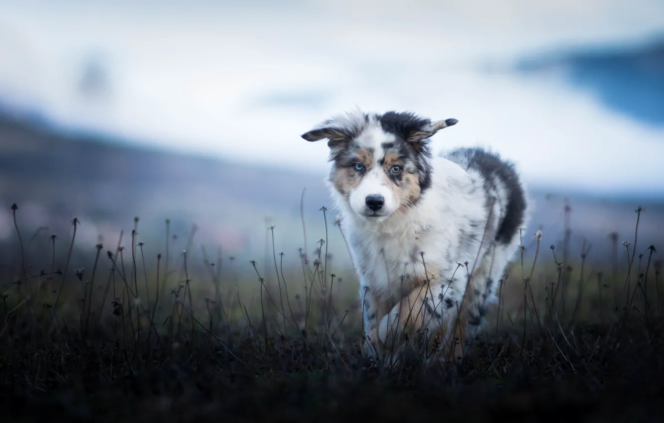 Photo wallpaper field, nature, dog, puppy, walk, Australian shepherd, blade of grass, Aussie