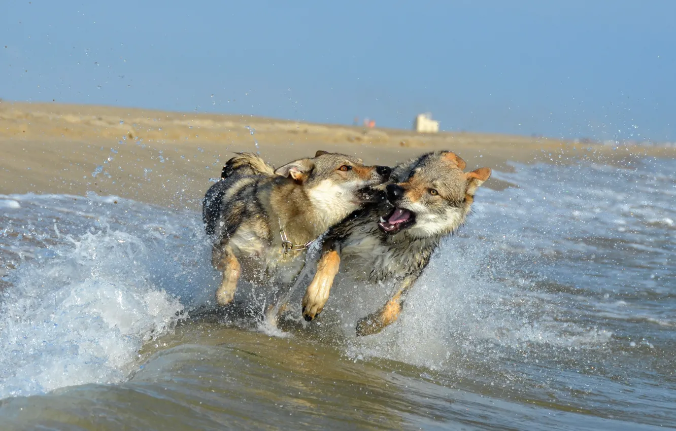 Photo wallpaper dogs, squirt, wave