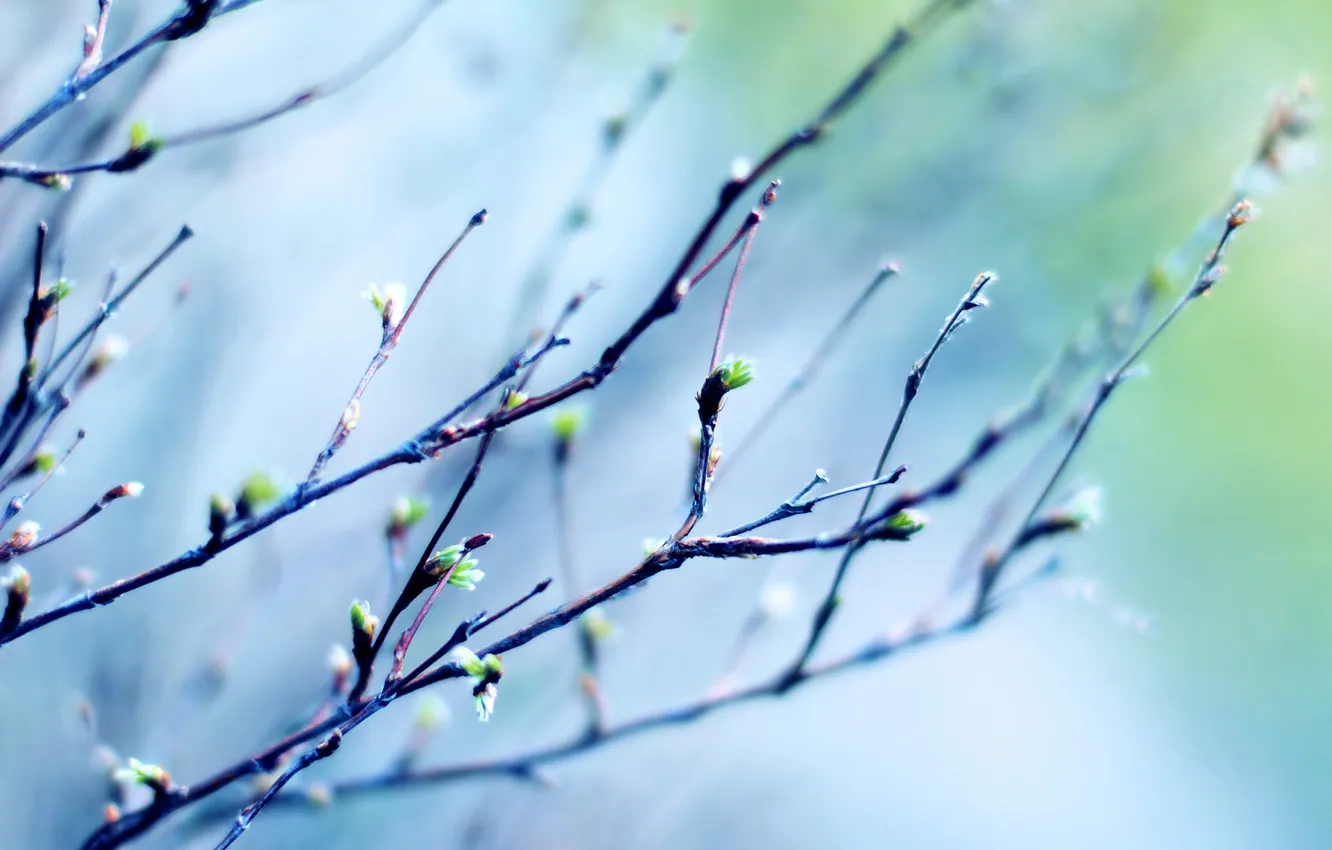Photo wallpaper branches, spring, kidney
