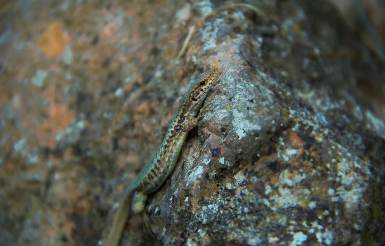 Photo wallpaper eyes, look, stones, lizard