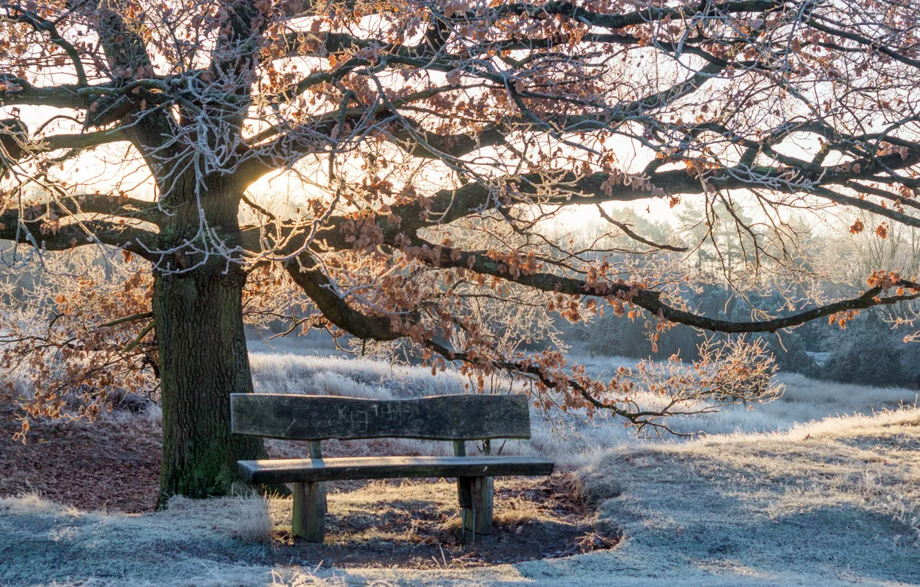 Photo wallpaper winter, light, Park, bench