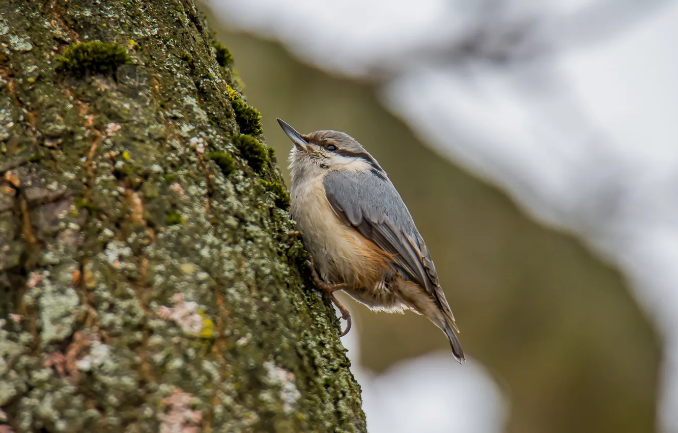 Photo wallpaper winter, bird, nuthatch