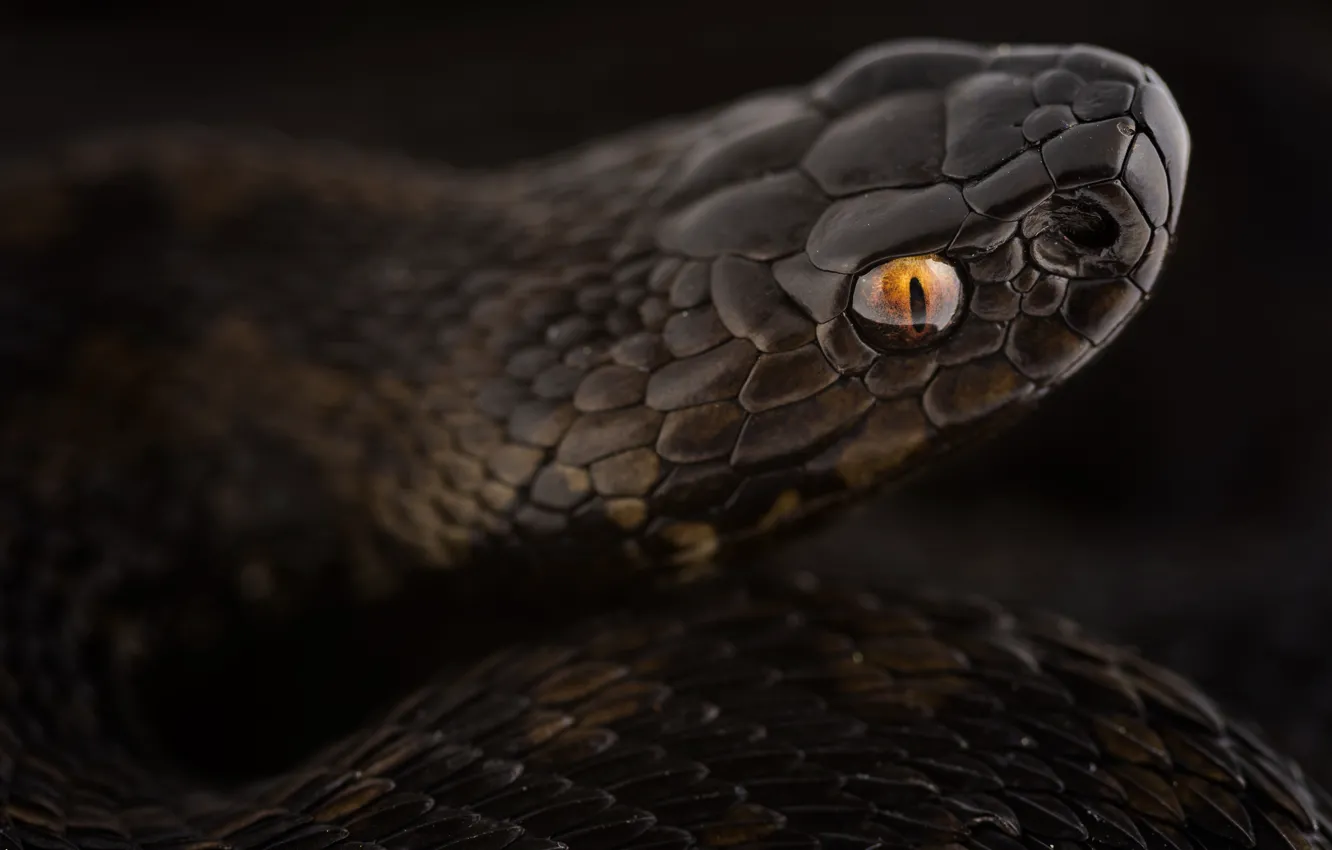 Photo wallpaper look, portrait, snake