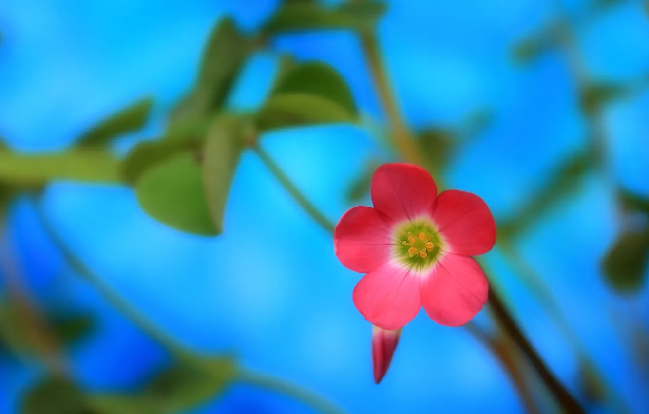 Photo wallpaper flower, macro, pink, close