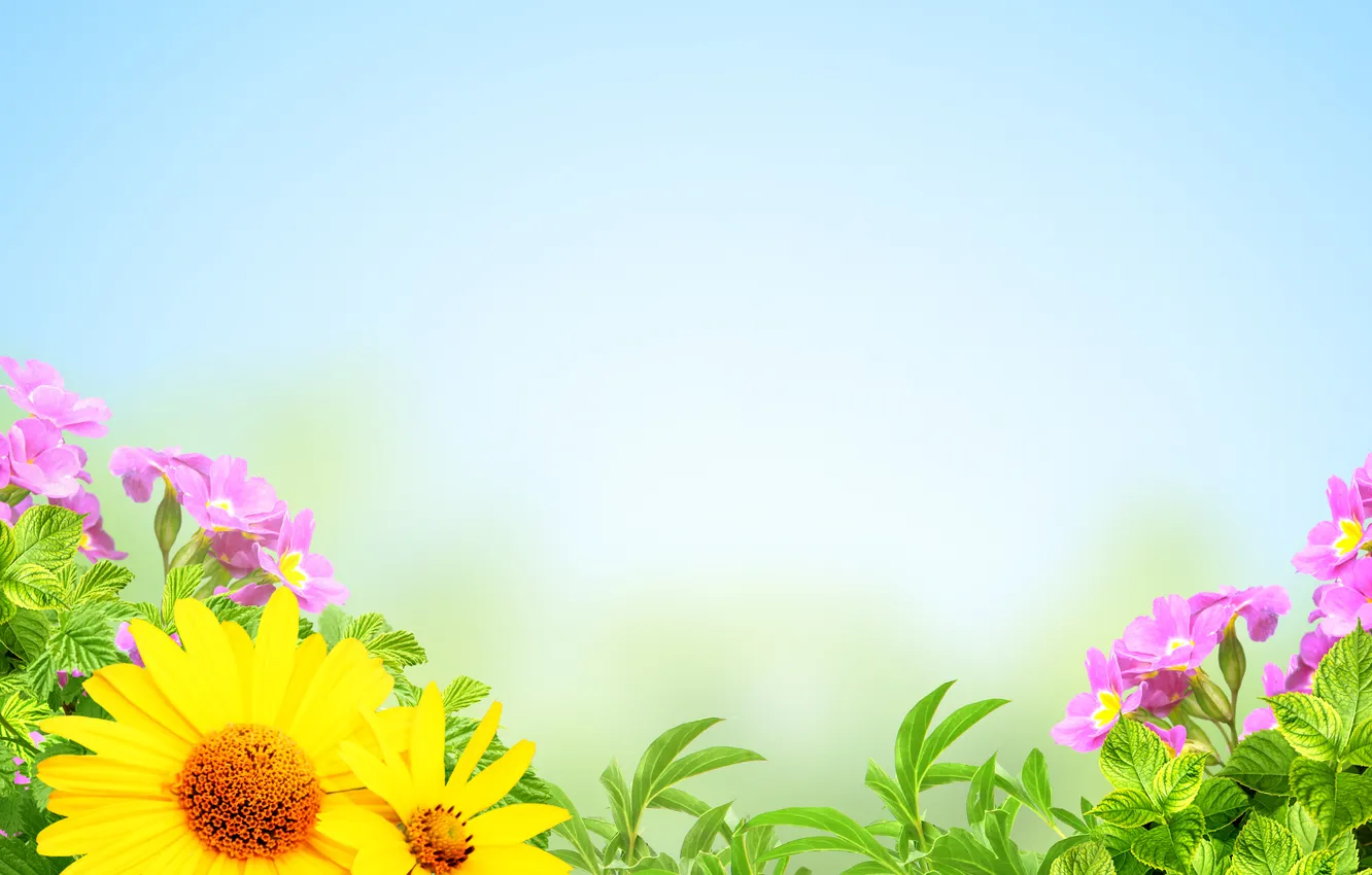 Photo wallpaper sunflowers, flowers, petals, pink flowers