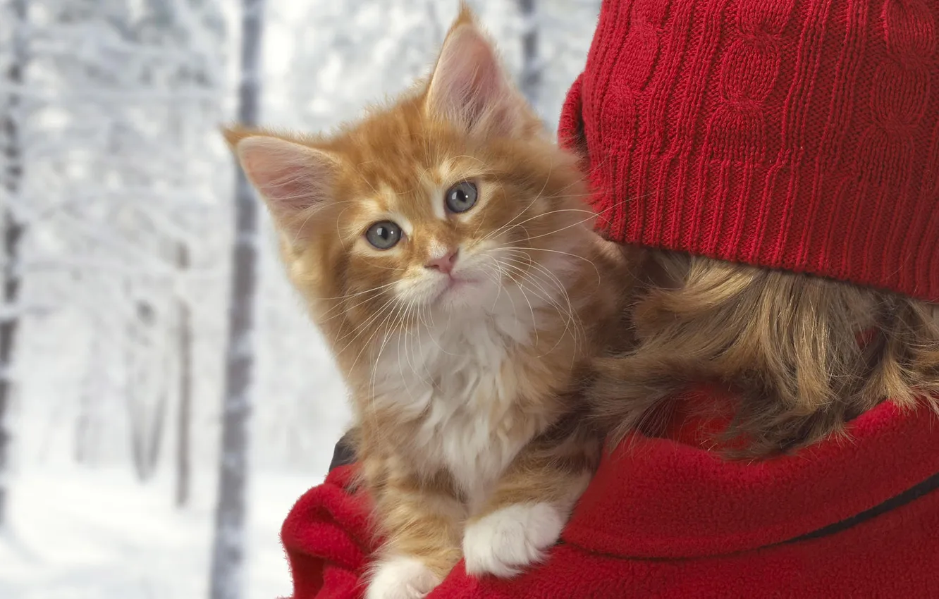 Photo wallpaper winter, kitty, red