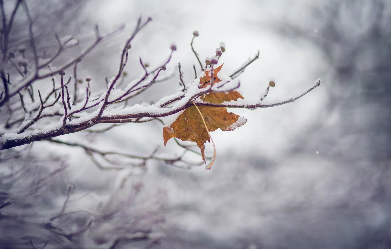 Photo wallpaper cold, ice, winter, leaves, macro, snow, branches, color