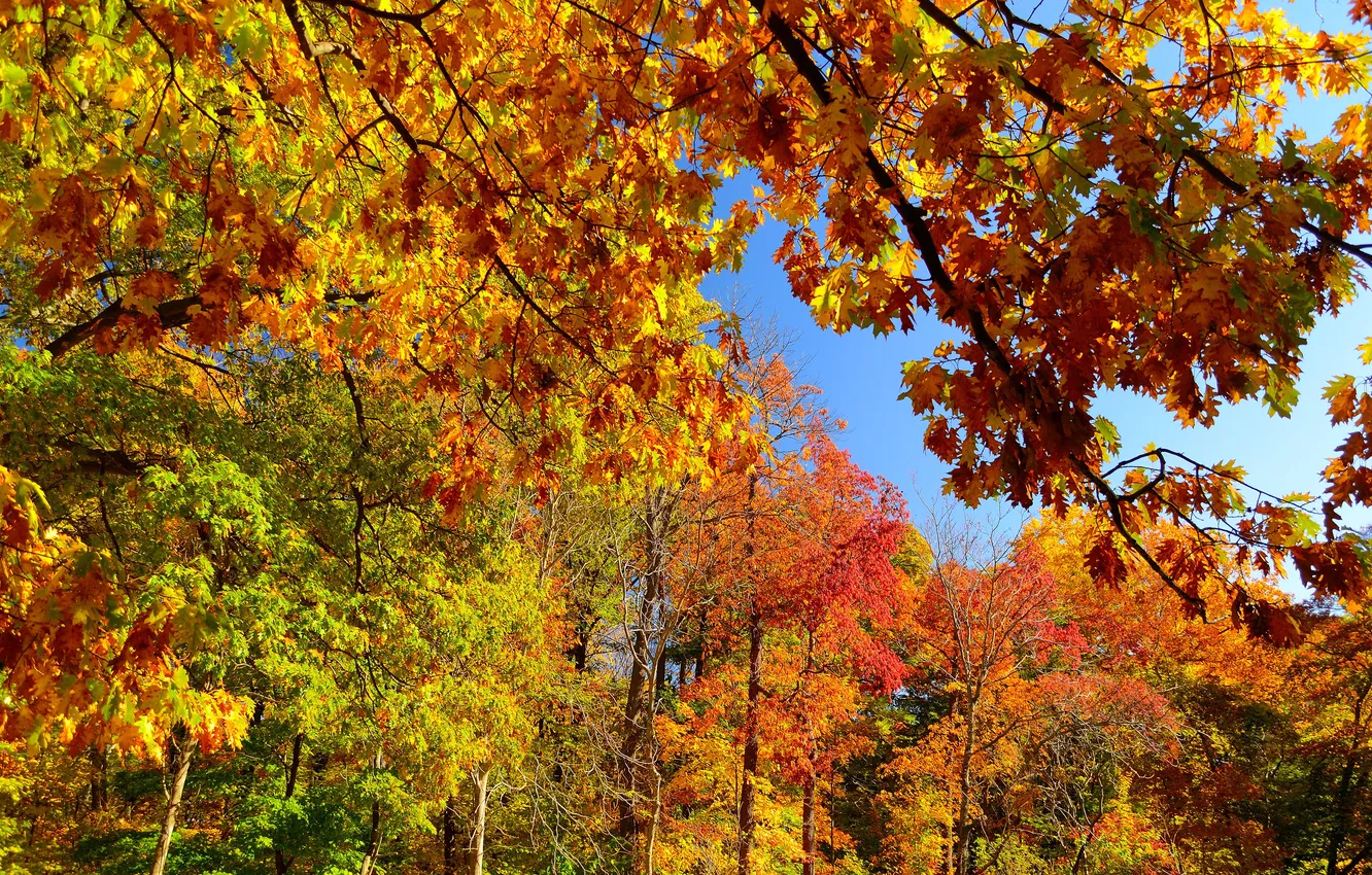 Photo wallpaper autumn, forest, the sky, leaves, trees, branches
