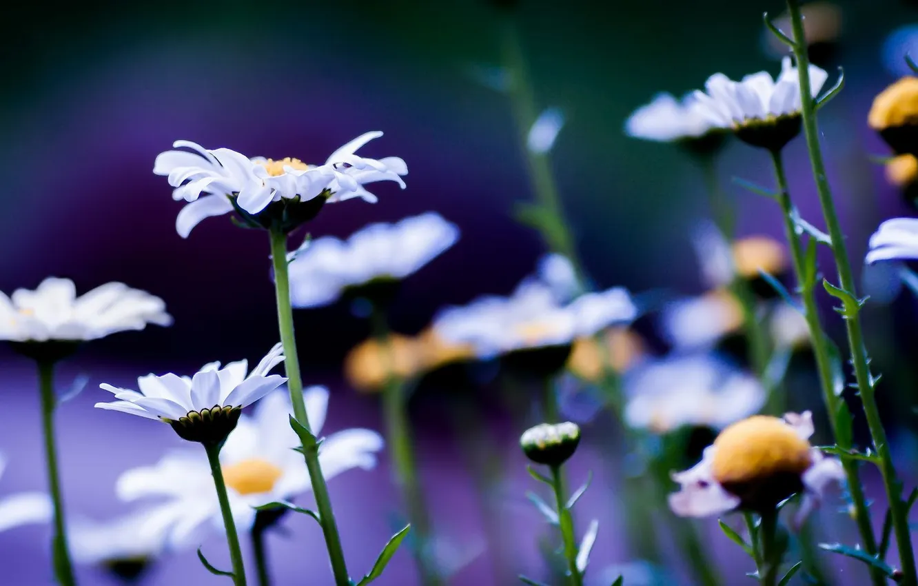 Photo wallpaper summer, chamomile, meadow