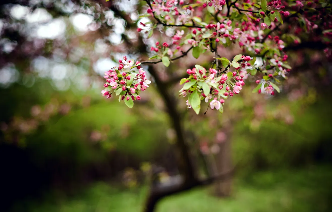 Photo wallpaper nature, spring, garden