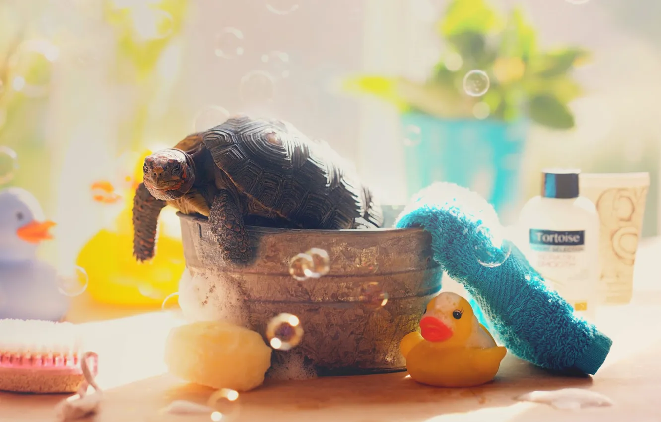 Photo wallpaper light, pose, toy, turtle, towel, bathing, bubbles, brush