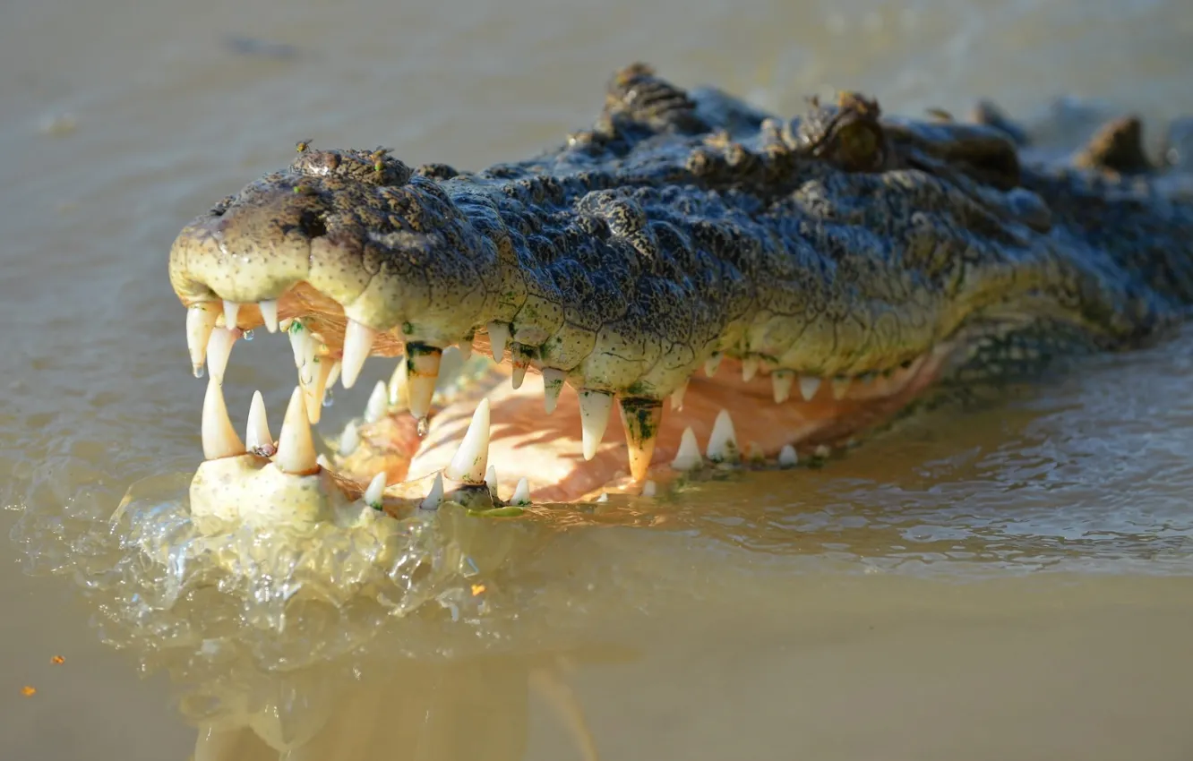 Photo wallpaper river, nature, animal, lizard, crocodile, wild, Croc, saltwater
