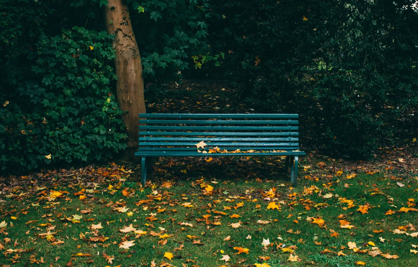 Photo wallpaper forest, grass, leaves, bench, nature, tree