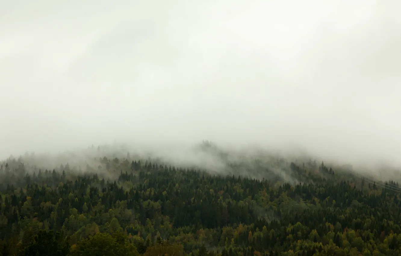 Photo wallpaper trees, fog, hill
