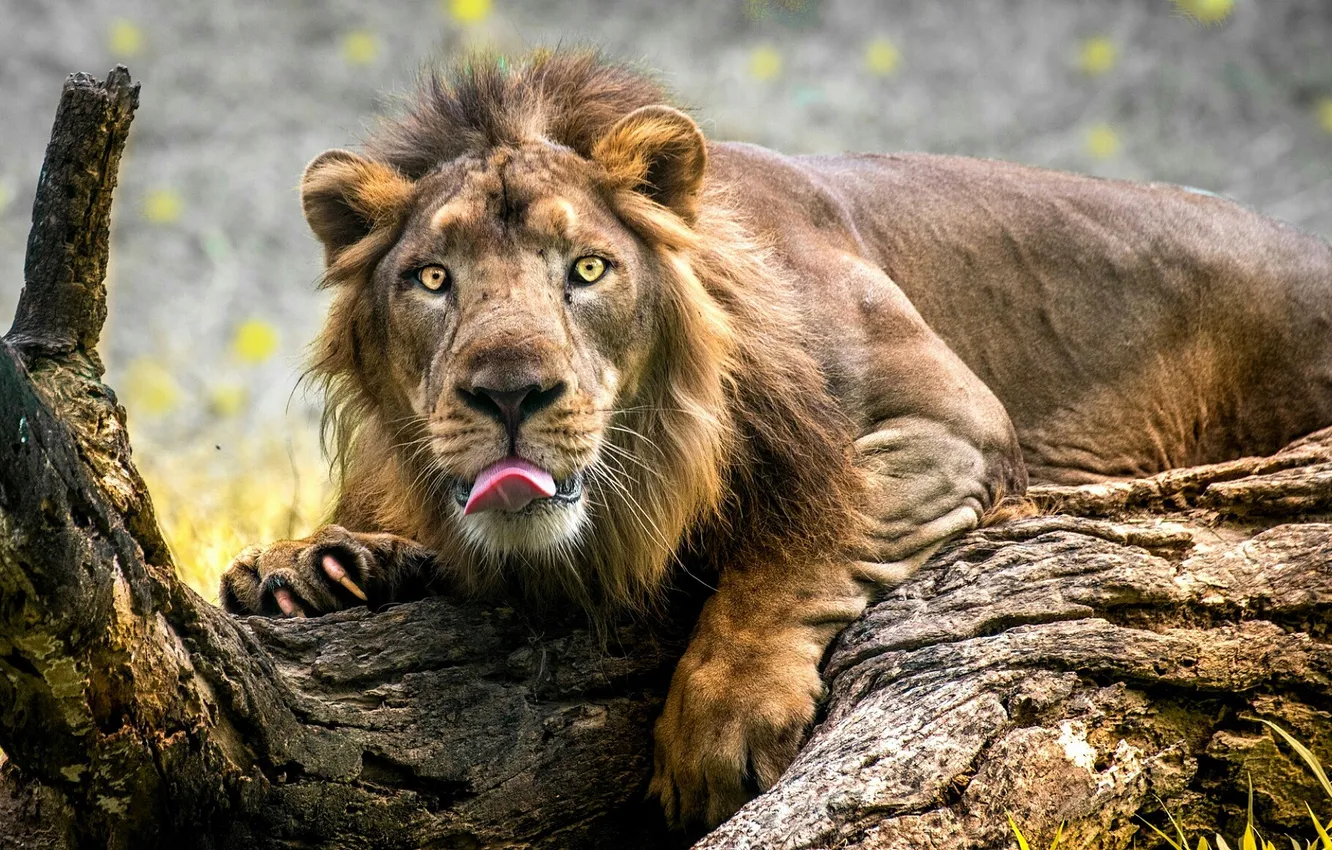 Photo wallpaper language, look, Leo, mane, claws, Savannah, log