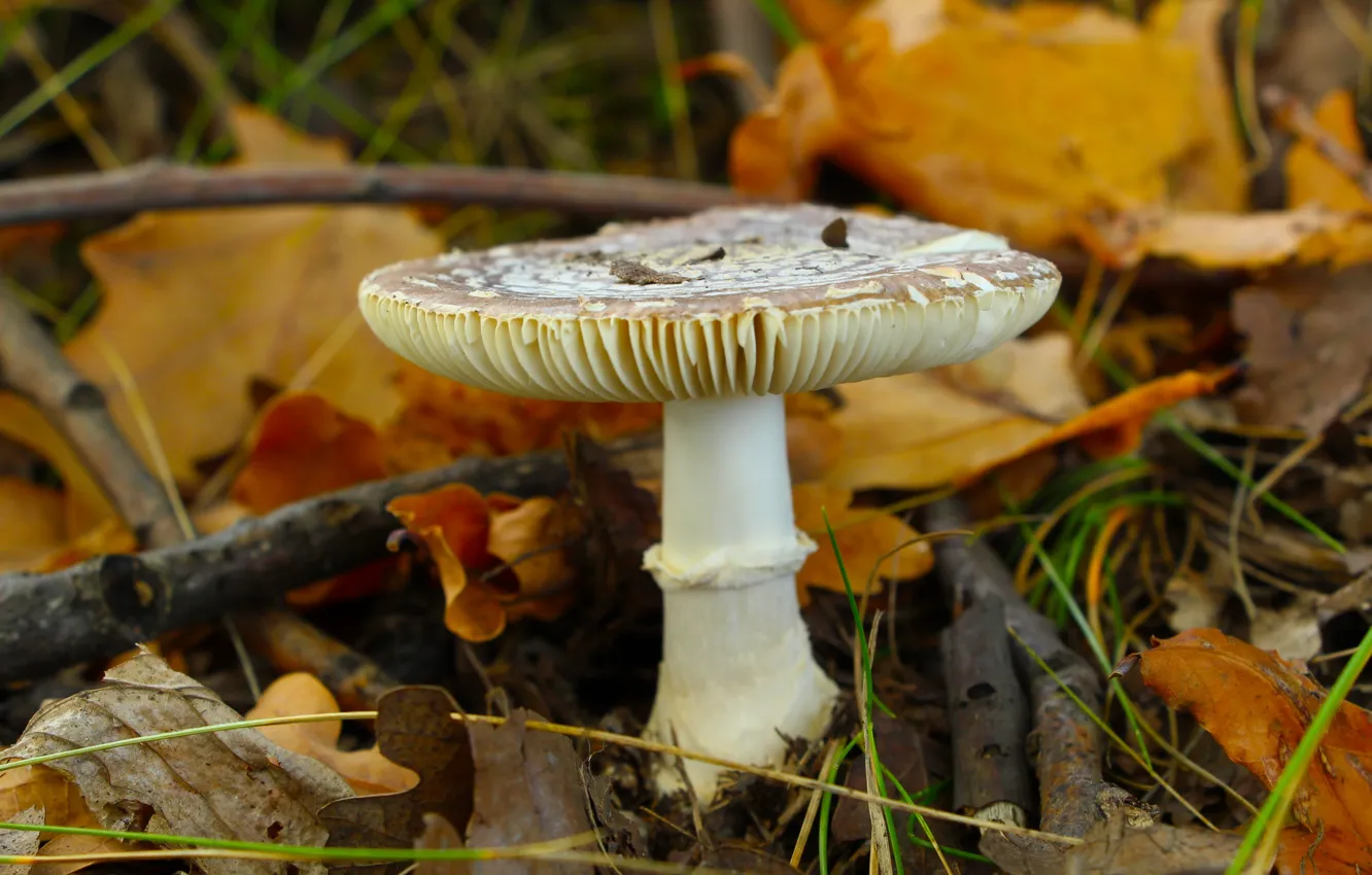 Photo wallpaper forest, autumn, mashroom