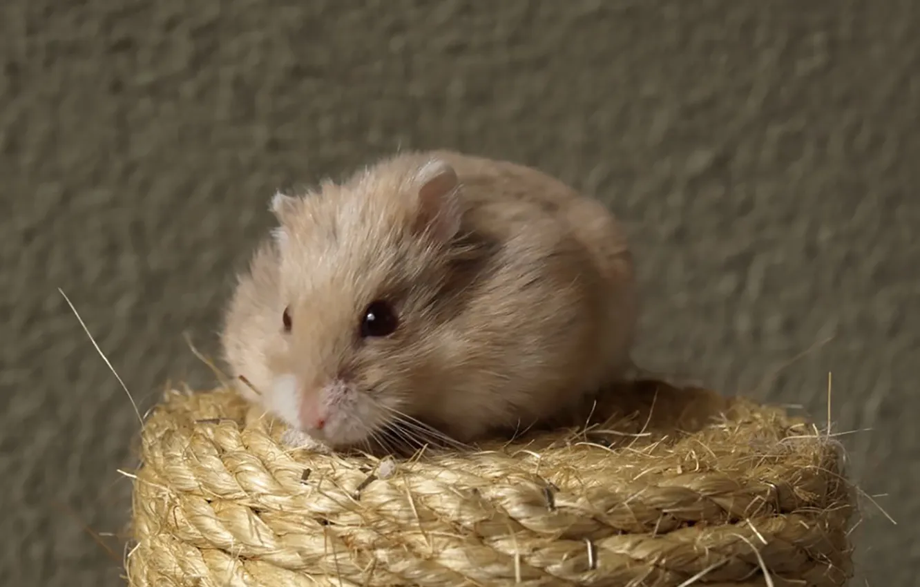 Photo wallpaper Hamster, cute, mouse, mammal