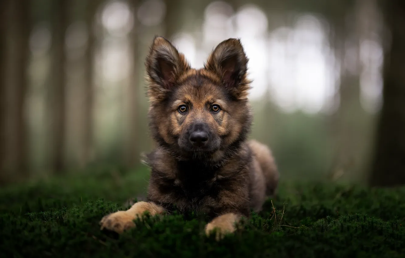 Photo wallpaper moss, dog, puppy, ears, face, bokeh, German shepherd