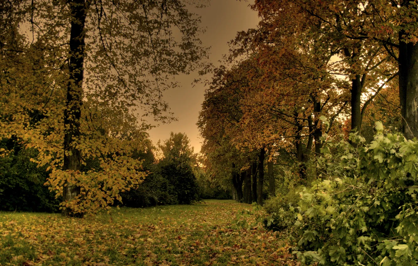 Photo wallpaper leaves, trees, Park, the evening, Autumn, falling leaves, trees, nature