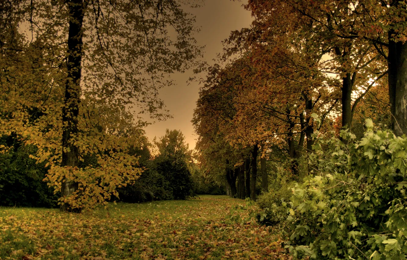 Photo wallpaper autumn, leaves, trees, Park, the evening, falling leaves, trees, nature