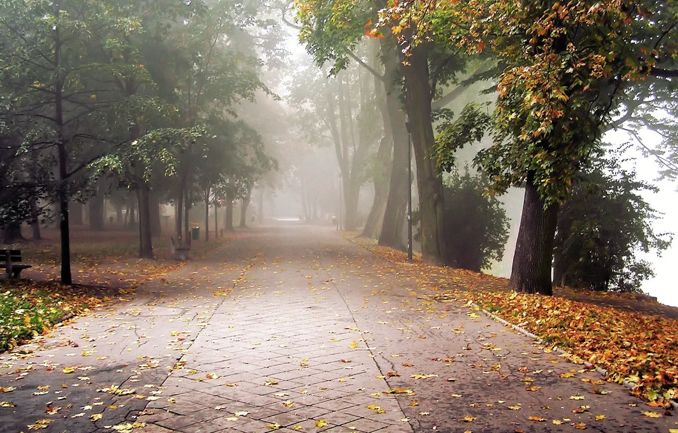 Photo wallpaper autumn, leaves, fog, Park