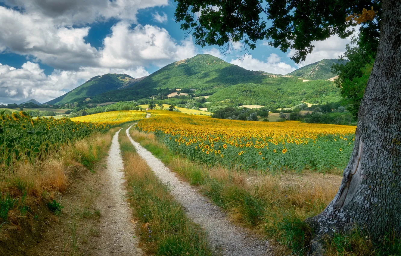 Photo wallpaper road, field, sunflowers, mountains