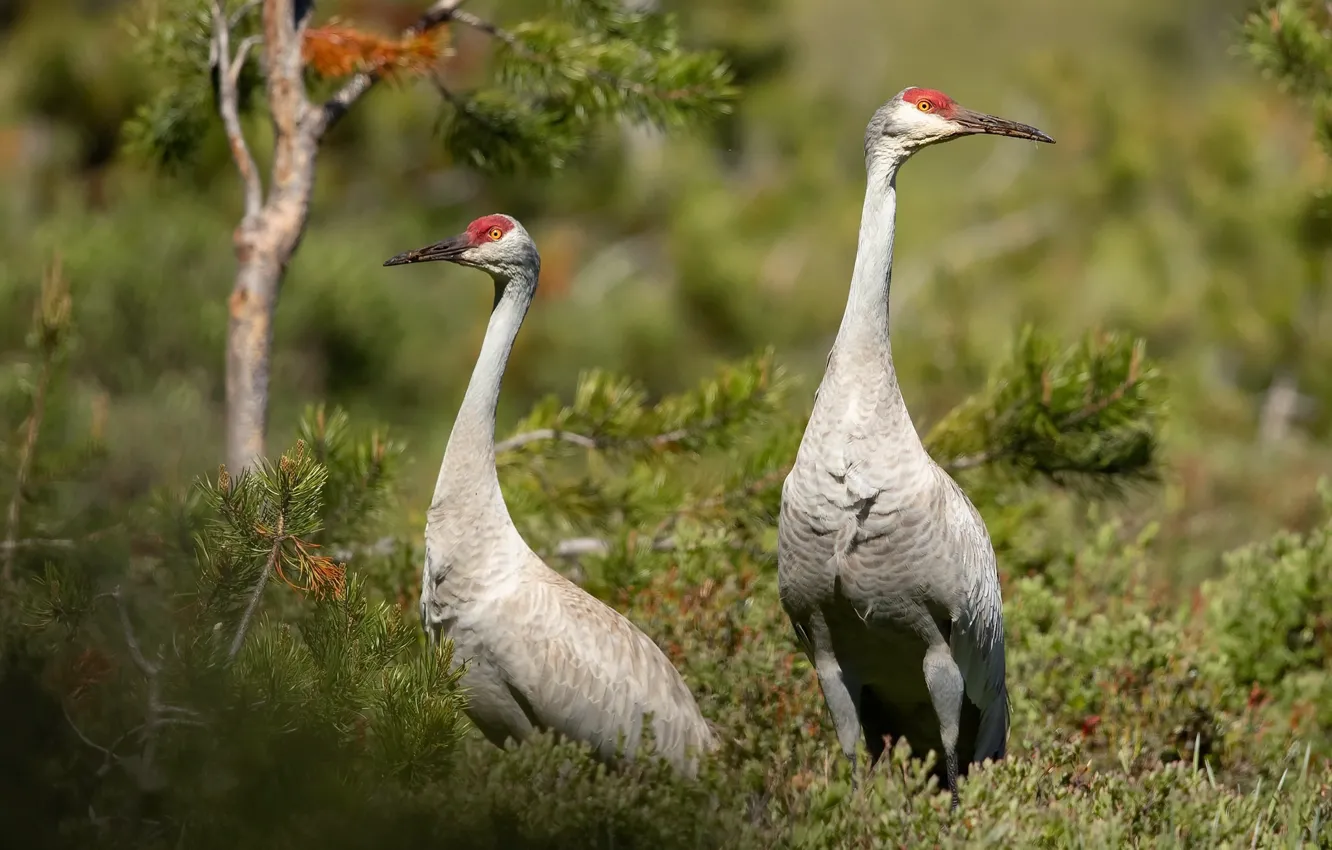 Photo wallpaper summer, nature, bird
