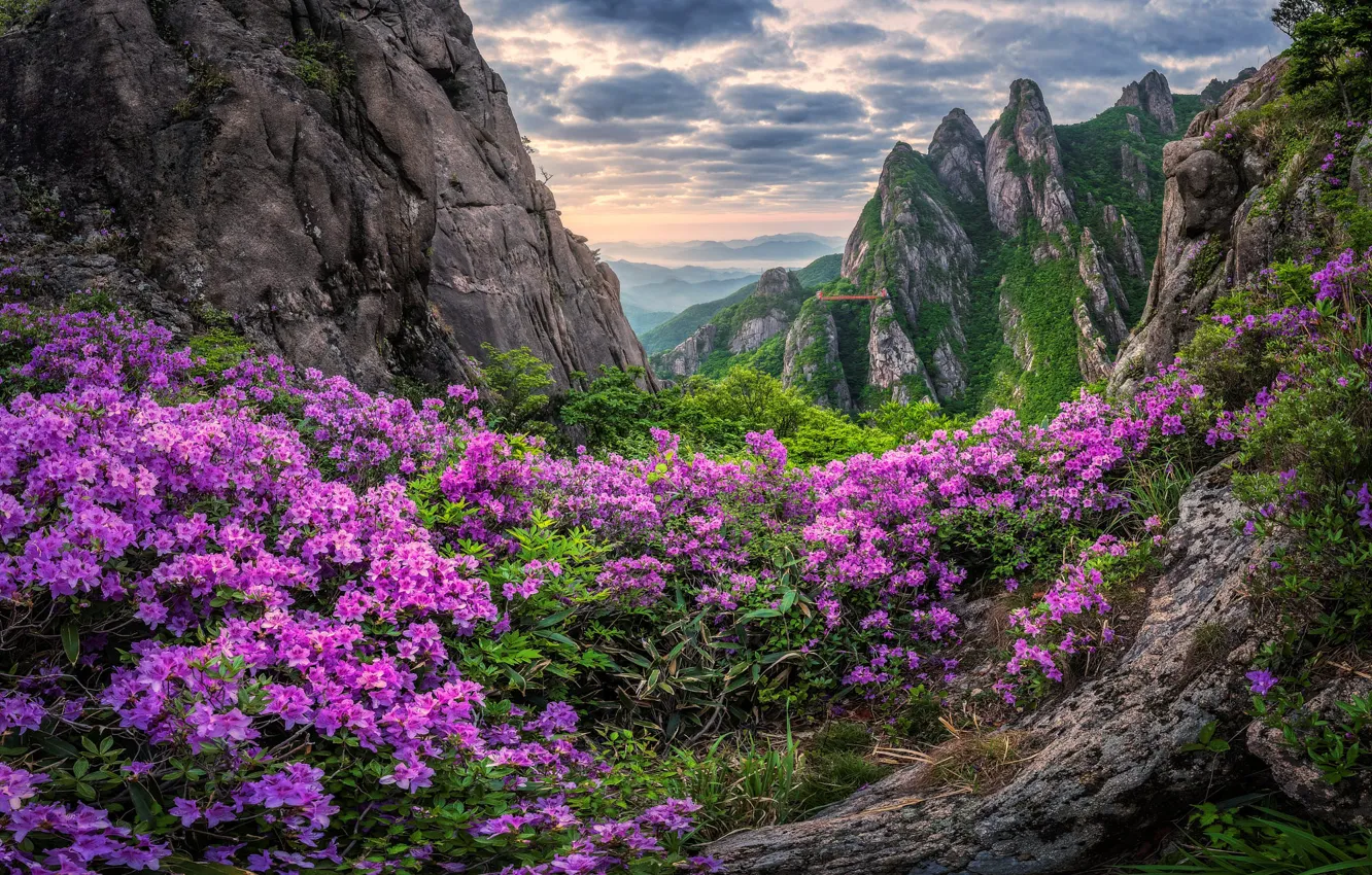 Photo wallpaper clouds, flowers, mountains, rocks, spring, slope, pink, flowering