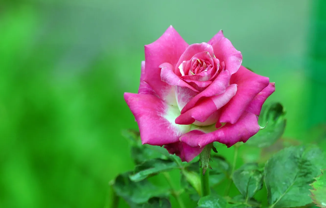 Photo wallpaper flowers, roses, buds, flowering