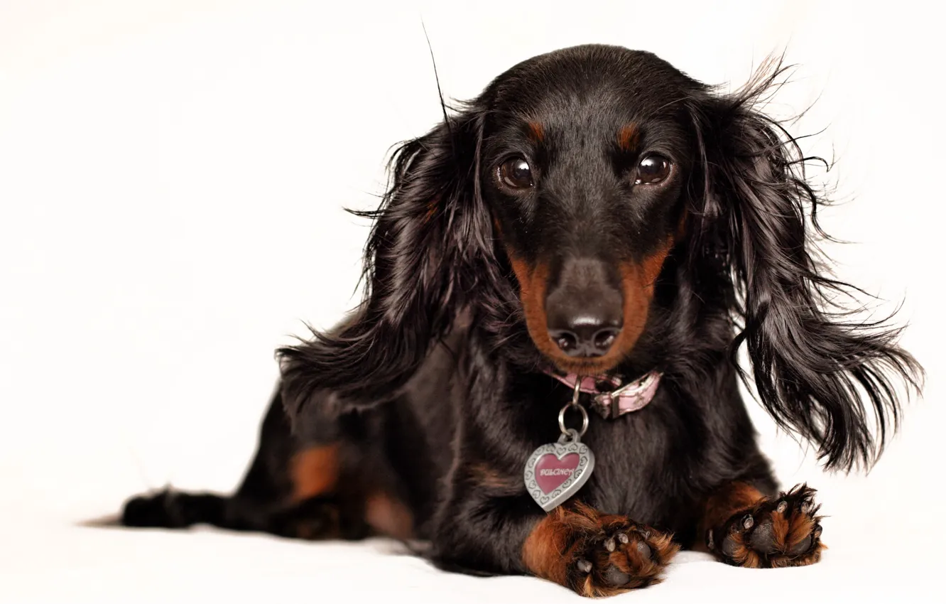 Photo wallpaper background, dog, Dachshund