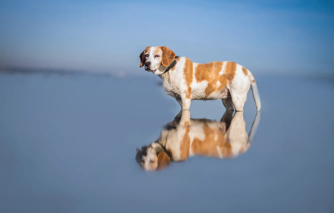 Photo wallpaper the sky, look, face, water, nature, reflection, blue, background