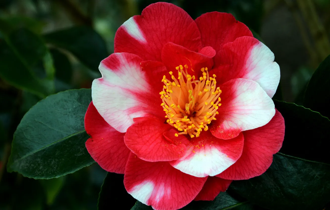 Photo wallpaper flower, macro, Camellia