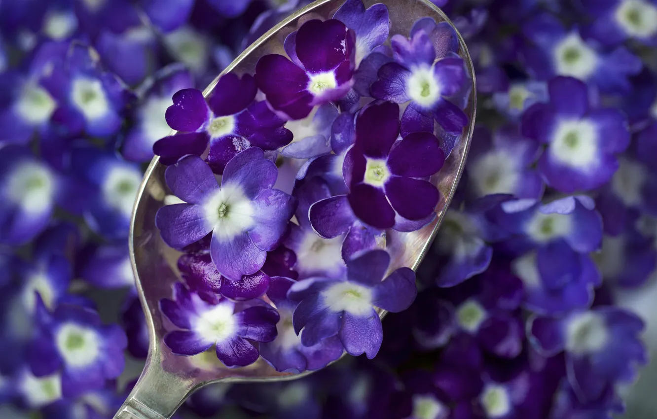Photo wallpaper macro, flowers, spoon