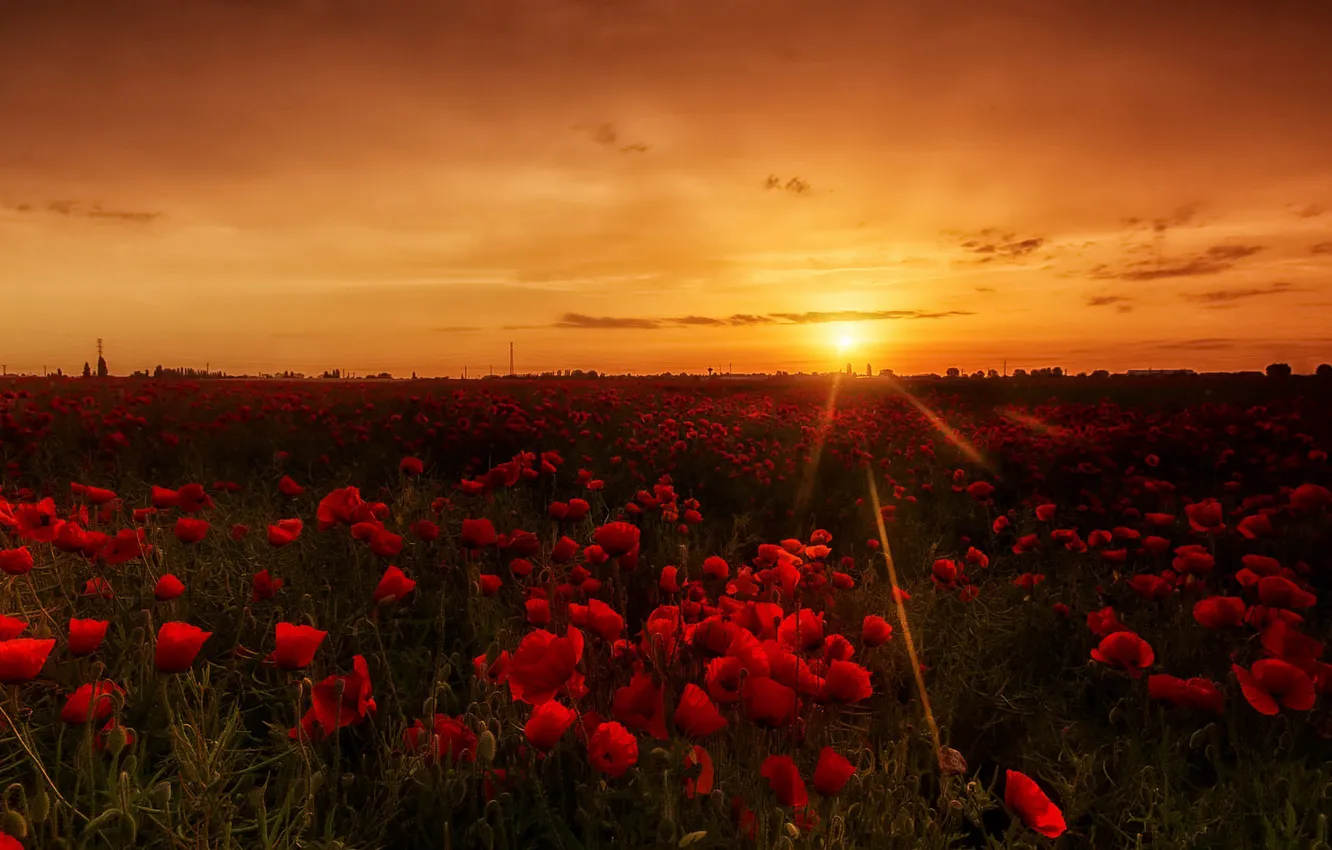 Photo wallpaper summer, the sky, sunset, flowers, Maki, the evening, red, poppy field
