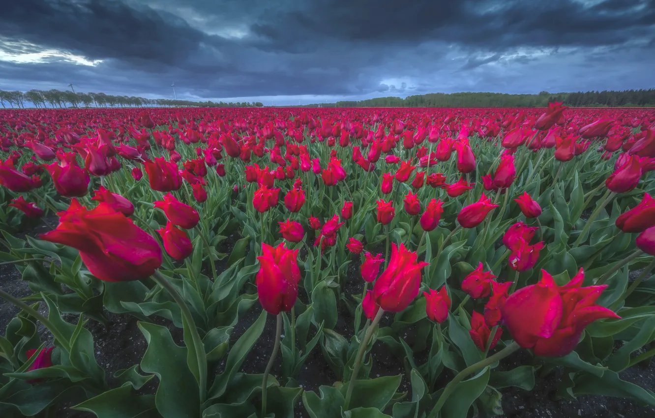 Photo wallpaper forest, the sky, clouds, landscape, flowers, red, clouds, the wind