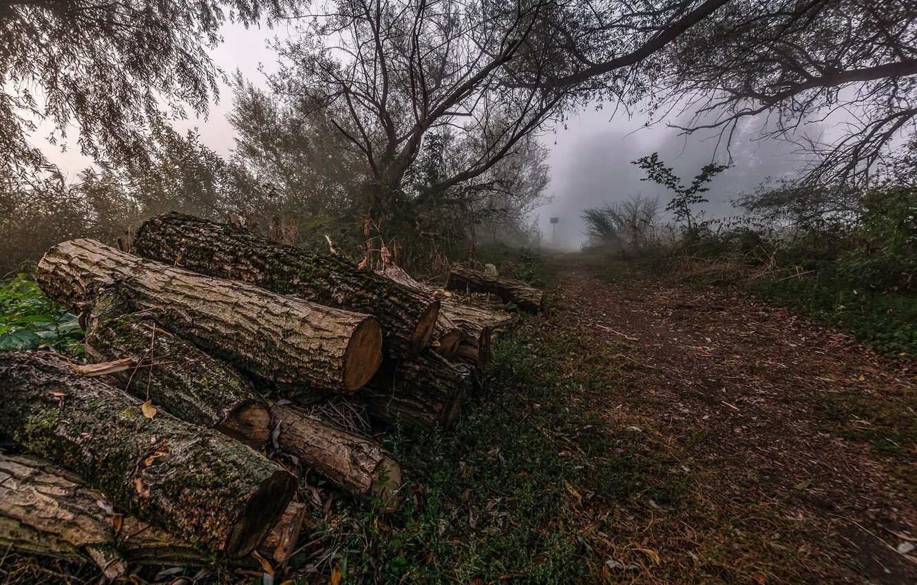 Photo wallpaper fog, wood, logs