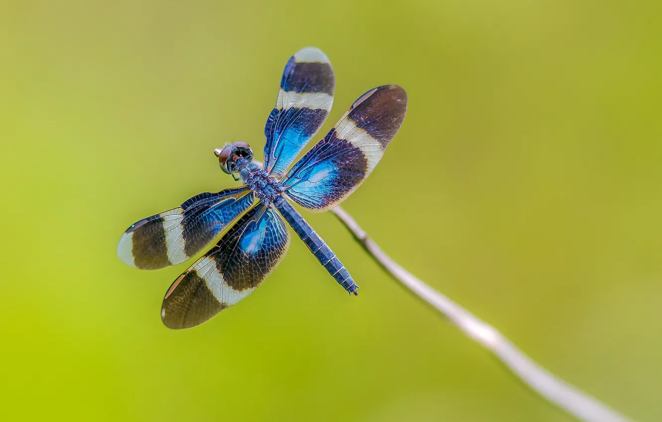 Photo wallpaper macro, sprig, dragonfly