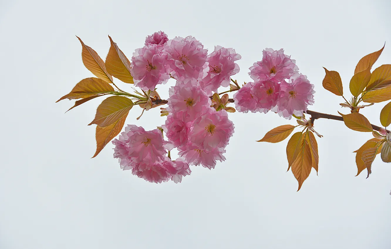 Photo wallpaper spring, flowering, spring, flowering, Branch