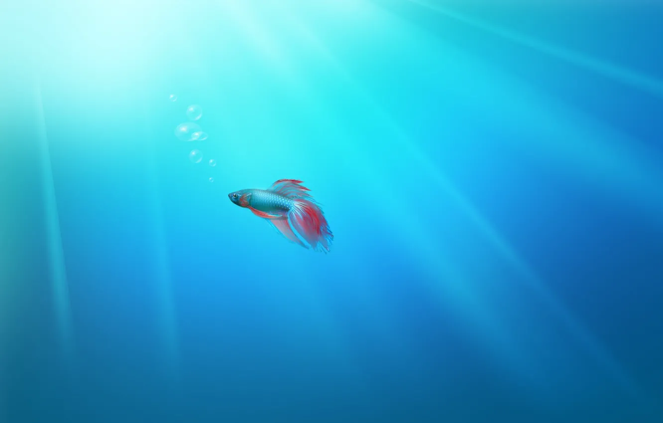 Photo wallpaper Desktop, windows, fish