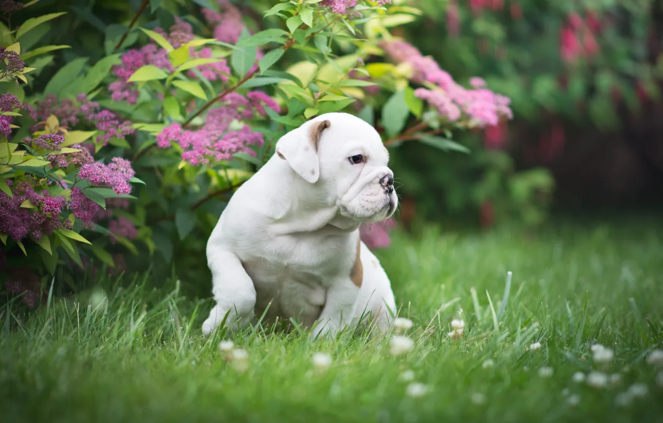 Photo wallpaper grass, puppy, the bushes, doggie, English bulldog