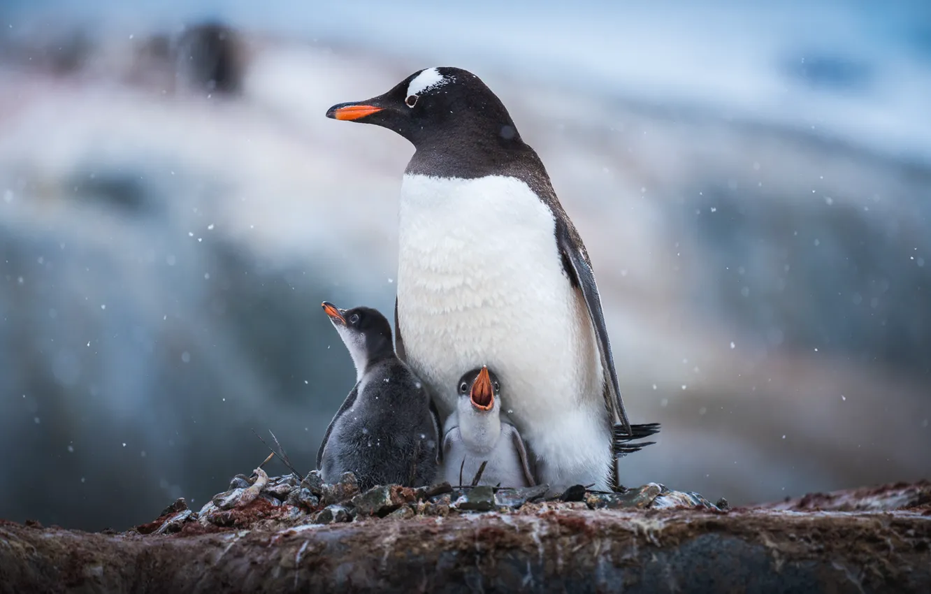Photo wallpaper snow, stones, penguins, Chicks, Antarctic Penguins