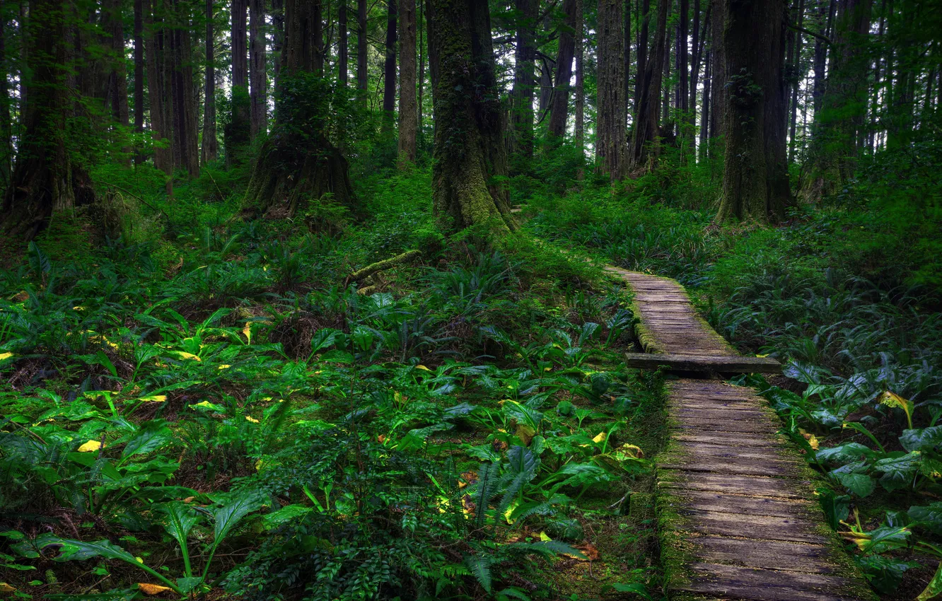 Photo wallpaper forest, grass, trees, track, USA, Washington, Olympic National Park, Olympic national Park