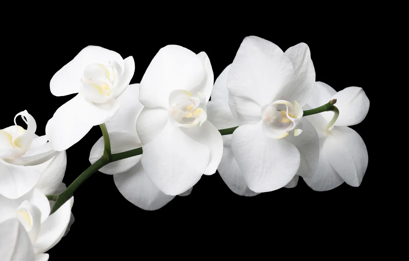 Photo wallpaper flowers, branches, petals