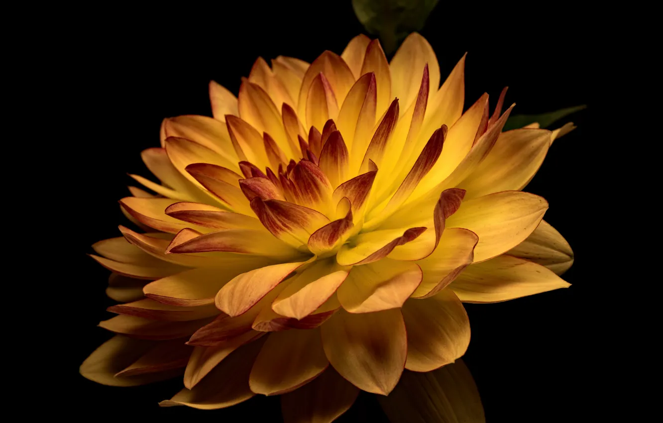Photo wallpaper flowers, the dark background, dahlias